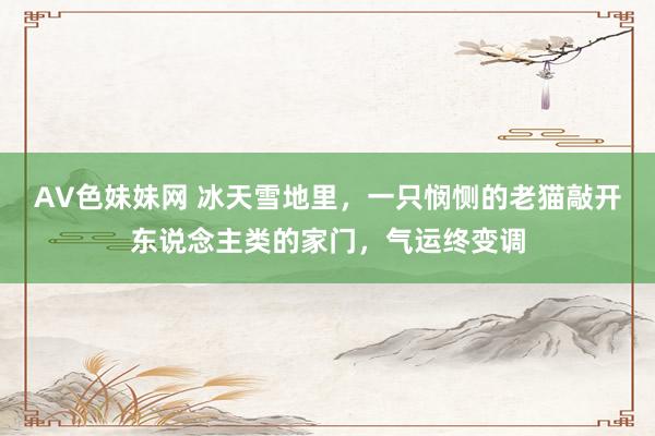 AV色妹妹网 冰天雪地里，一只悯恻的老猫敲开东说念主类的家门，气运终变调